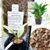 Organic Coconut Husk Chips for Orchid Media, Potting Mix, Hydroponics, aroid Soil and Reptile Substrate
